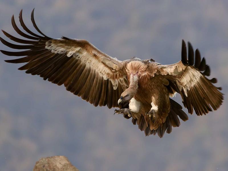 印象派日出<br>yxepqio.cn 莫奈睡莲池